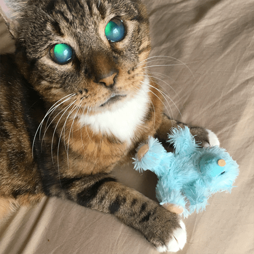 Meet The Stunning Blind Senior Cat Who Was Rescued From A Storm Drain