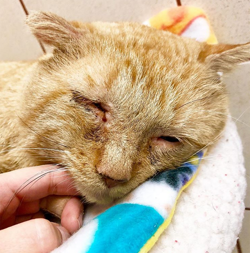 Meet The Incredibly Sweet Cat With FIV Who Found A Loving Home After