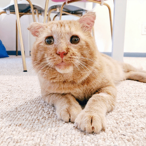 Meet The Incredibly Sweet Cat With FIV Who Found A Loving Home After