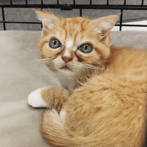 Meet The Adorable Kitty With Dwarfism Who Found An Amazing Home After