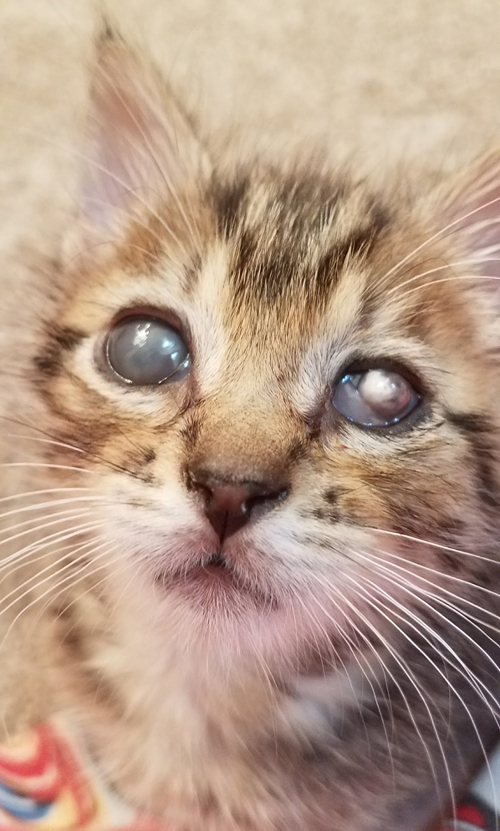 Meet The Stunning And Sweet Blind Kitten Who Lost Her Vision To A