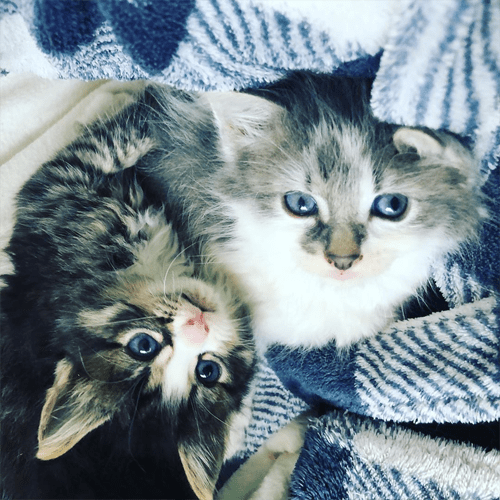 Meet The Incredibly Cute Wobbly Kittens Who Turned Their Foster Home