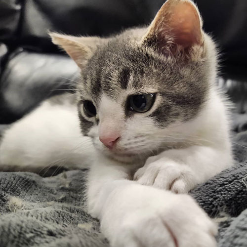 Meet The Tiny Cat With Congenital Hypothyroidism Who Found The Perfect