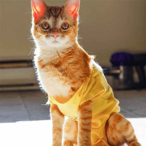 Meet The Kitten With Manx Syndrome Who Found A Great Forever