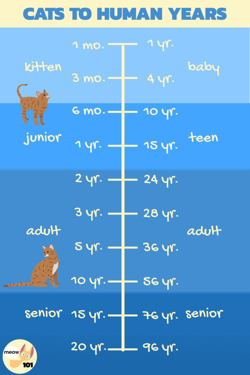 Cat Age Cat Years to Human Years Chart