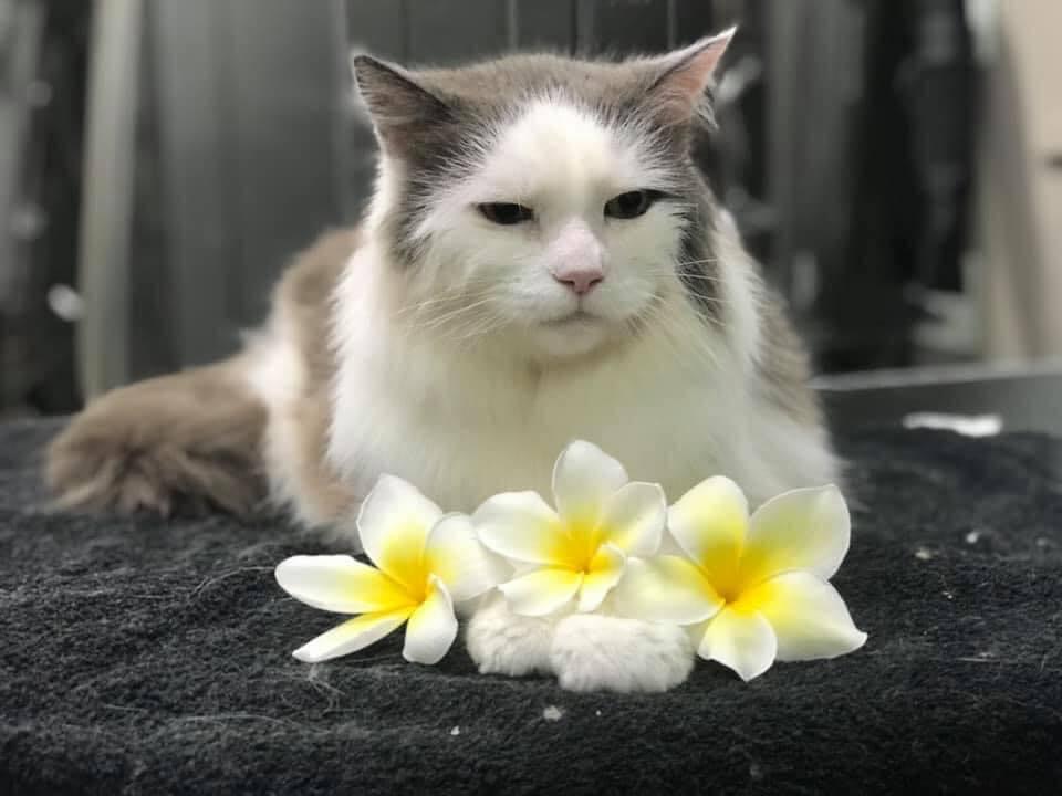 Long Haired Cats Cat Grooming