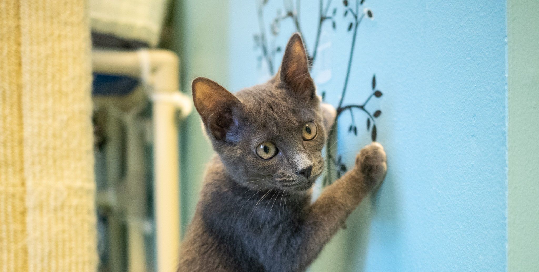 Cat Stuck in a Tree? MEOW Cat Rescue