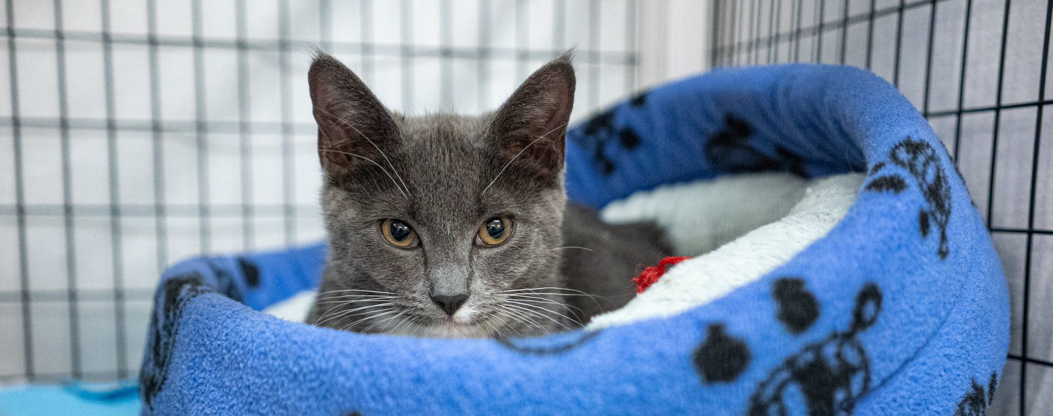 Emergency MEOW Cat Rescue