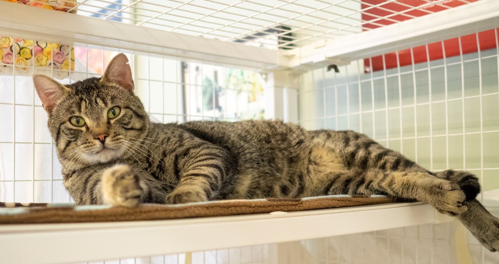 Spay and Neuter Benefits MEOW Cat Rescue