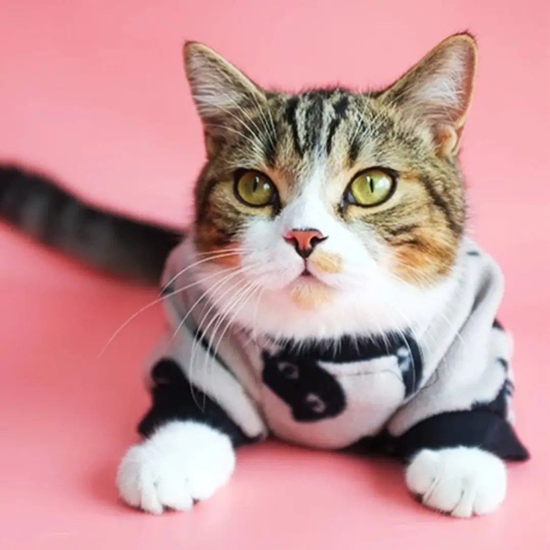 Clothes for Cats