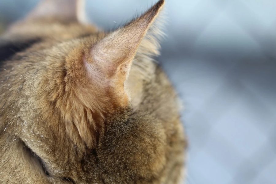 My Cat's Ears Are Hot Causes & Symptoms MeowFluent