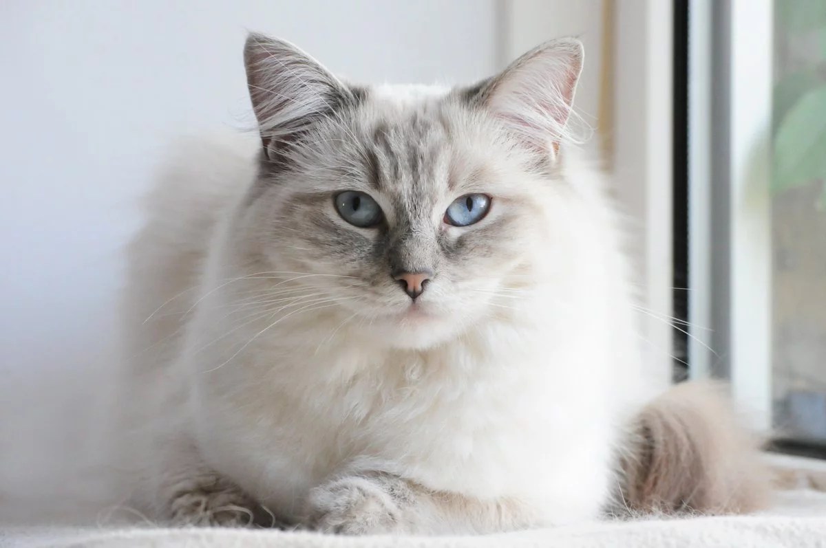Persian Himalayan Mix New Cat Owner Guide MeowFluent