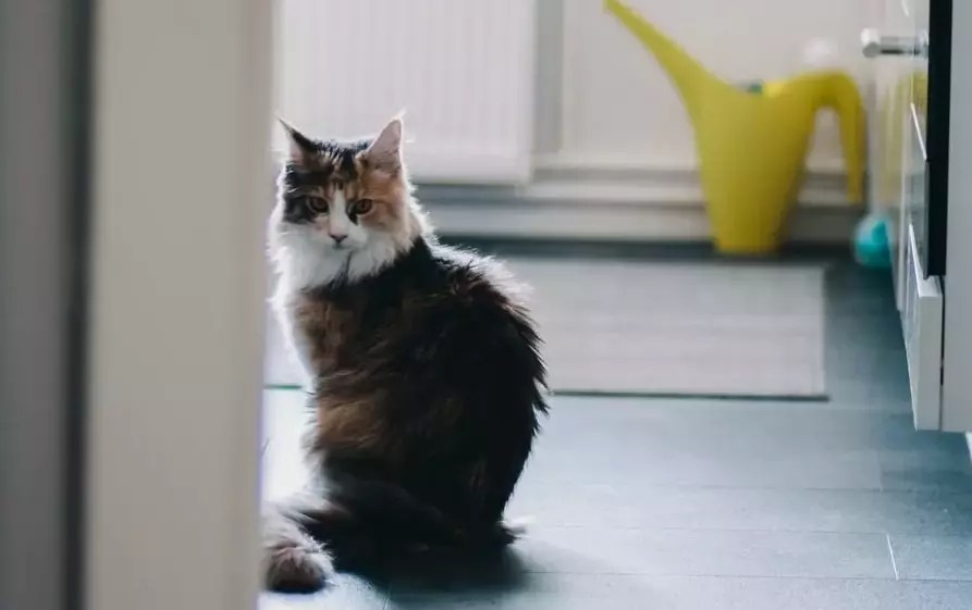 Why Does My Cat Lick The Shower Curtain? Cat Behaviors Explained