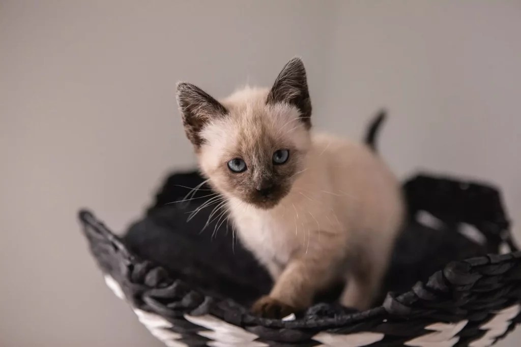 Persian Siamese Mix Everything You Need To Know MeowFluent