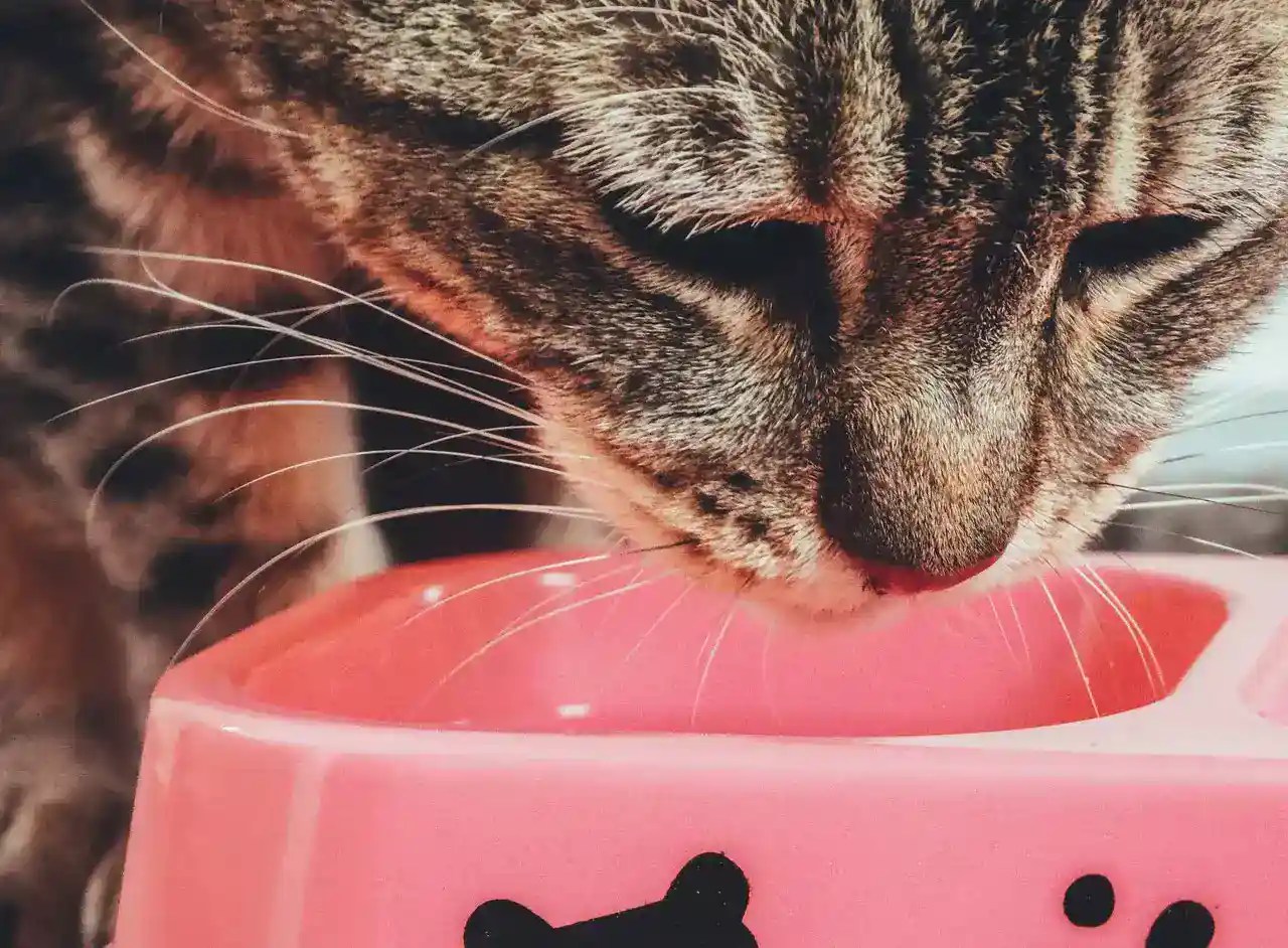 Can Cats Eat Hummus Safely & What Happens When They Do? MeowFluent