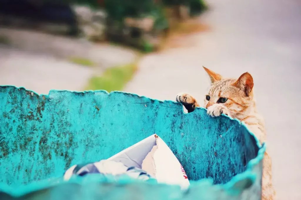 How To Keep Cats Out Of Trash Cans? (Outside & Inside The Home