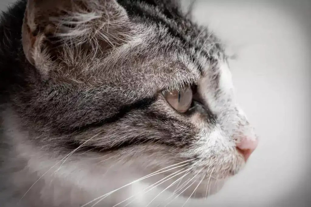 Why Do Cats Hate Being Blown On The Face? MeowFluent