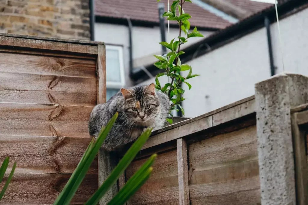 How To Stop A Cat From Climbing & Jumping A Fence? MeowFluent
