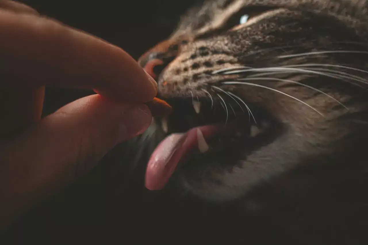 Is It Okay To Feed A Cat Once A Day? MeowFluent