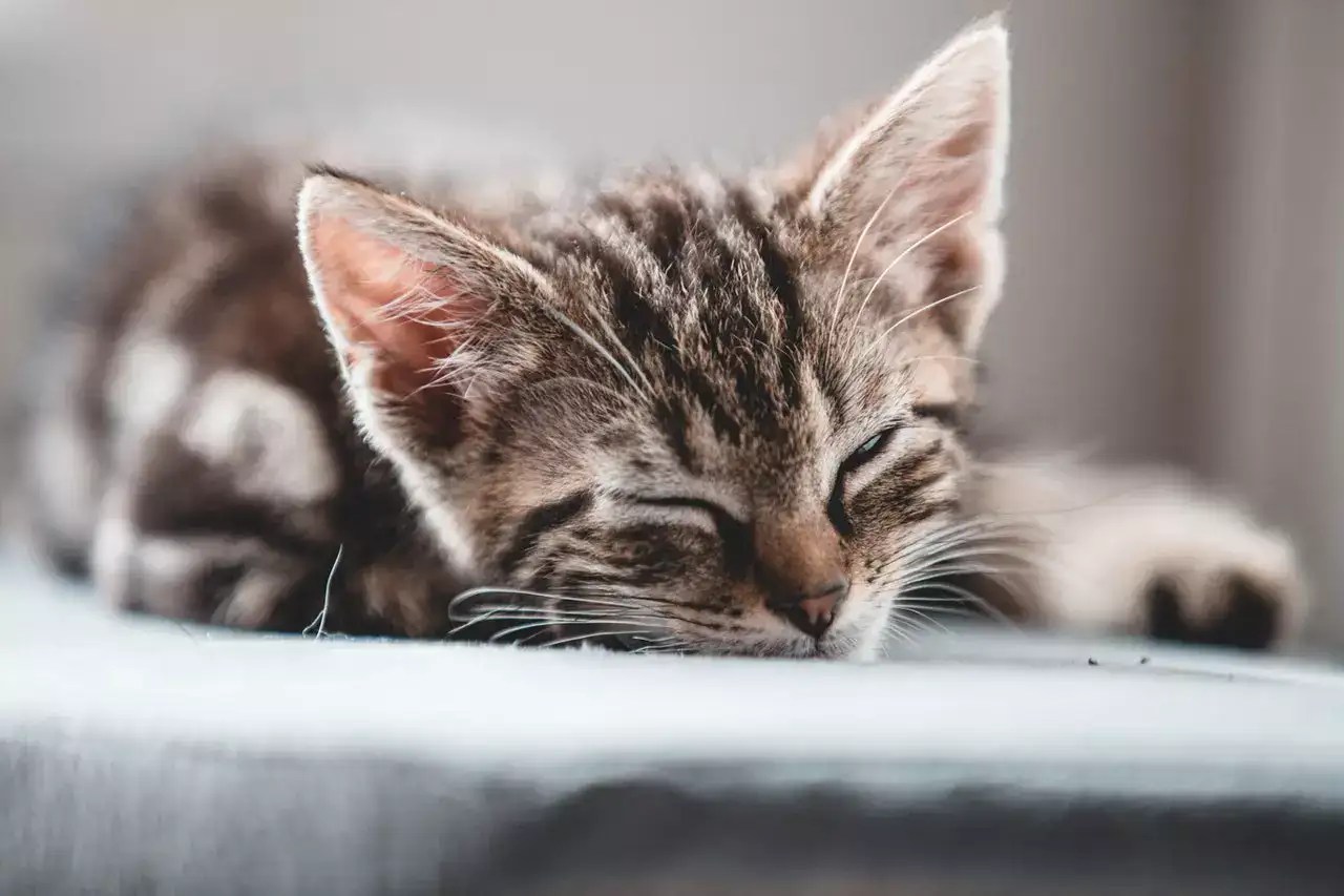 Should I Wake My Kitten Up To Pee At Night? My Experience MeowFluent