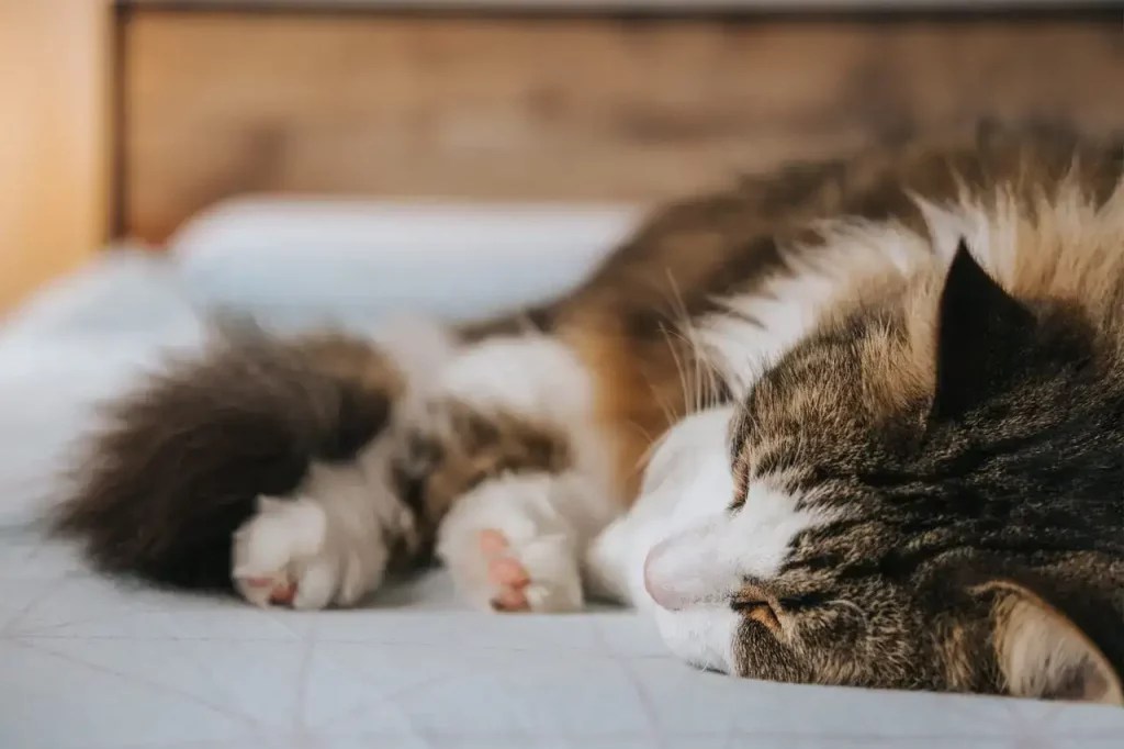 Why Do Kittens Breathe Fast When Sleeping? MeowFluent