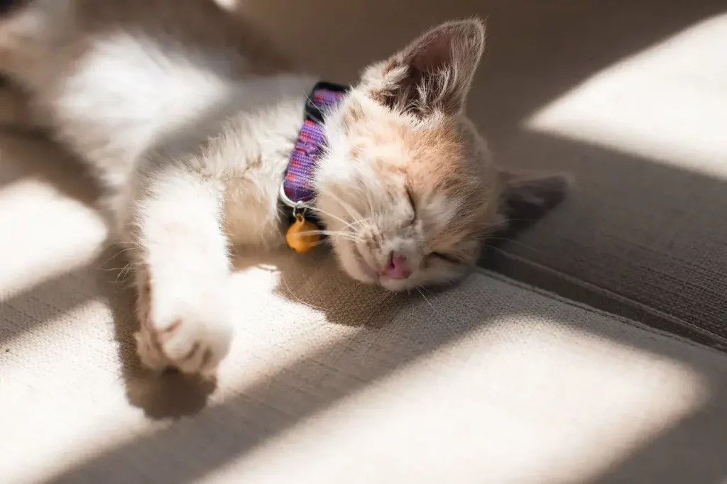 When Do Kittens Start Meowing? MeowFluent