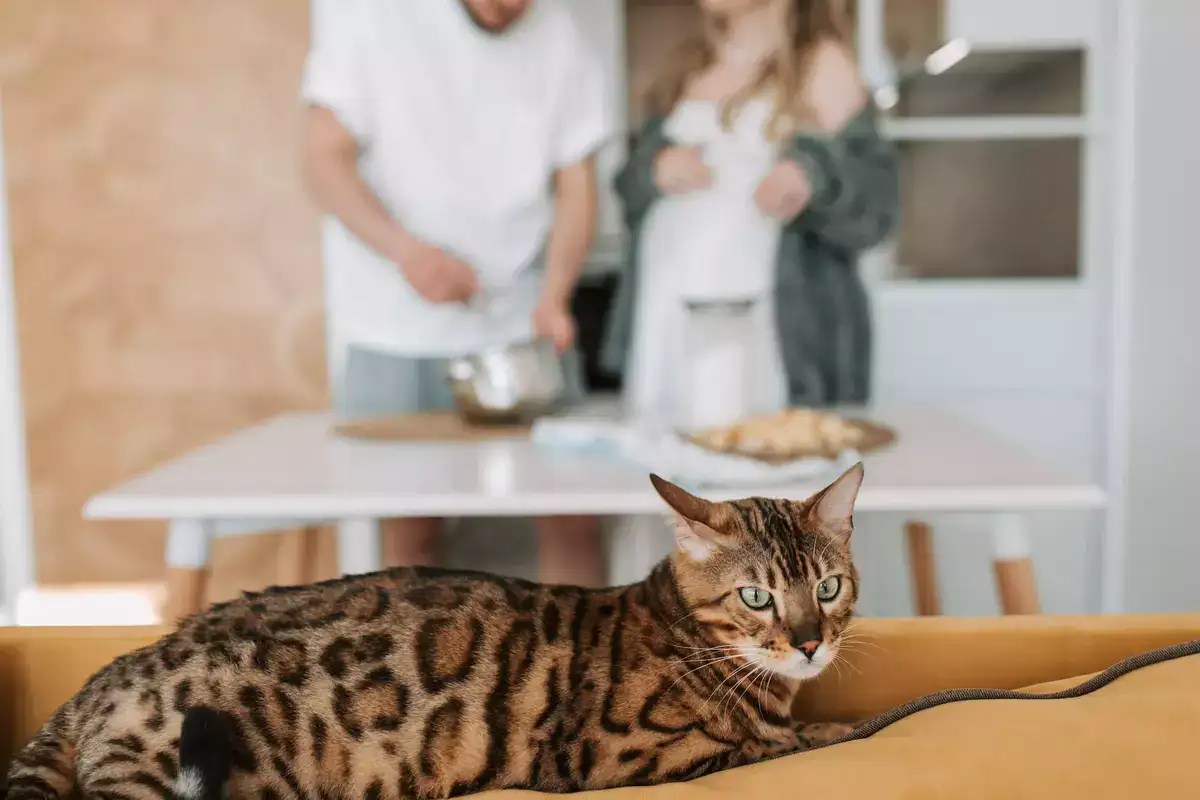 How To Tell If Your Bengal Cat Is Pregnant MeowFluent