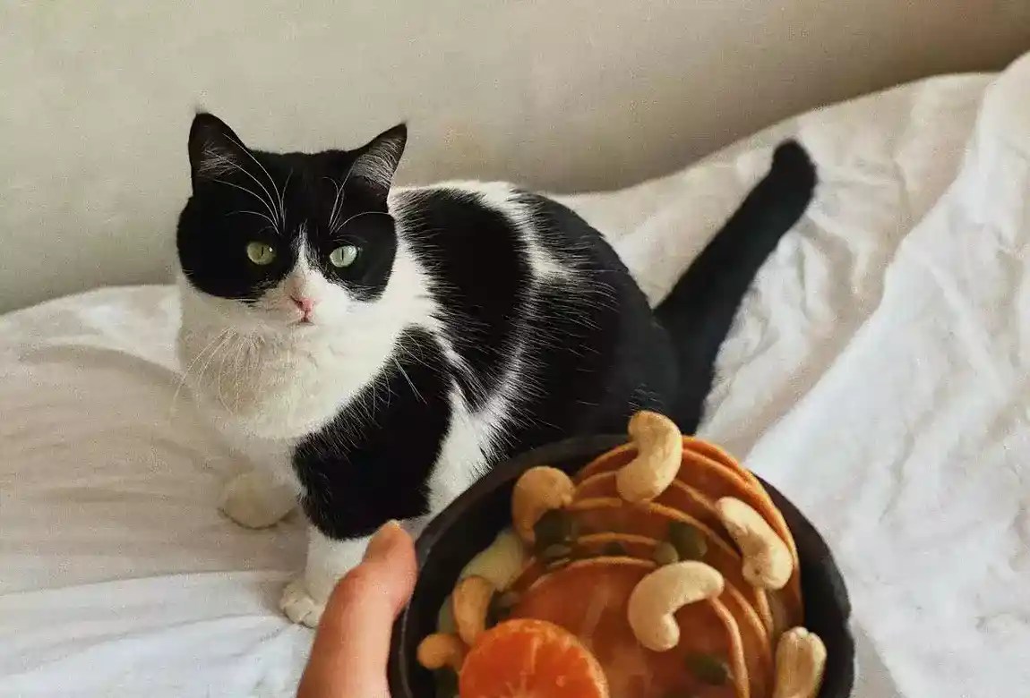 Should You Let Kittens Graze? (Food Available At All Times) MeowFluent