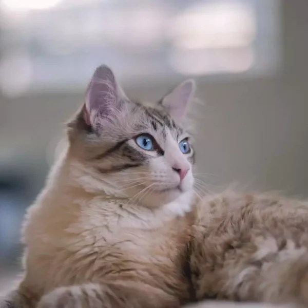 What Happens If A Cat Eats Maggots? MeowFluent