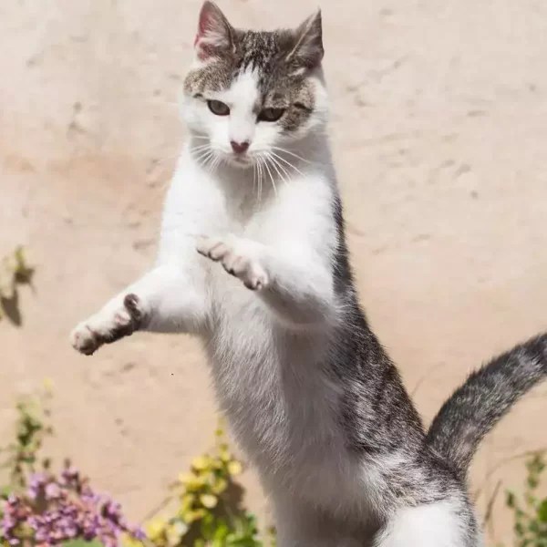 How To Lift Cat After Spay 4 Tips + 4 Don’ts MeowFluent