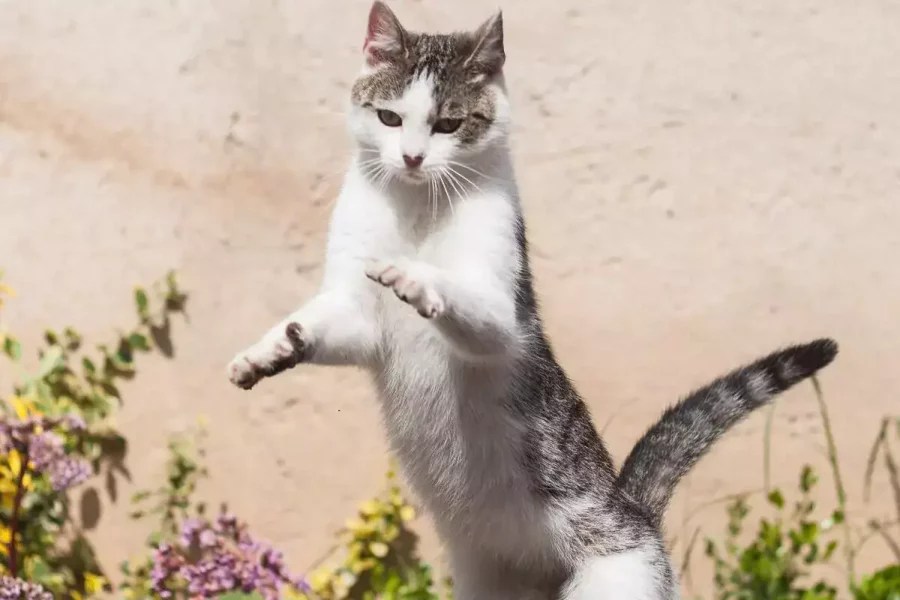 Cat Tips + Facts MeowFluent