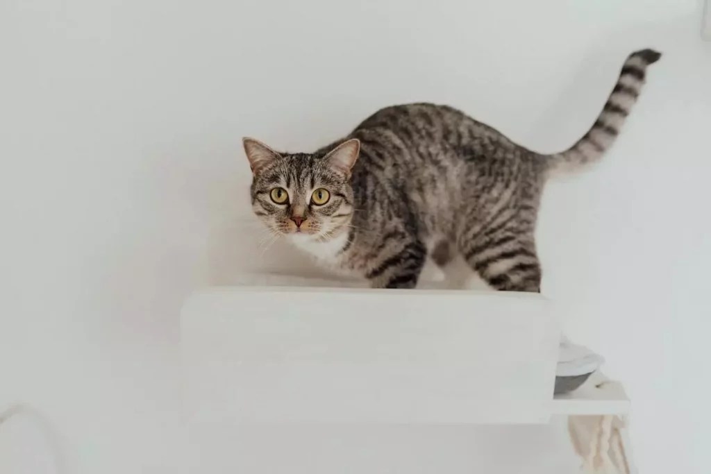 My Cat Jumped After Being Spayed Should You Worry? MeowFluent