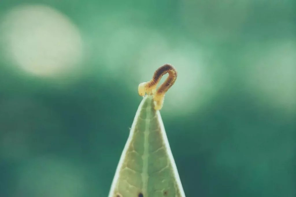 What Happens If A Cat Eats Maggots? MeowFluent