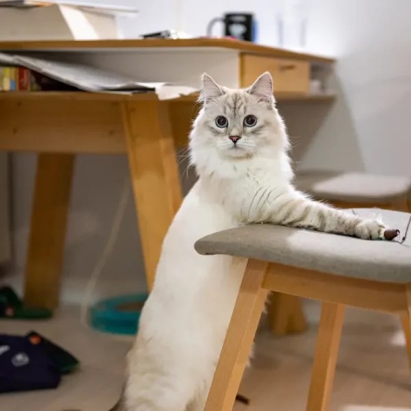 Why Do Kittens Shake? (When Eating, Sleeping, & More) MeowFluent