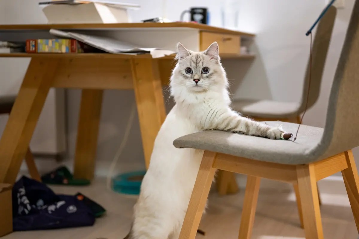 Why Your Cat Stands On His Hind Legs & If You Should Let Him MeowFluent