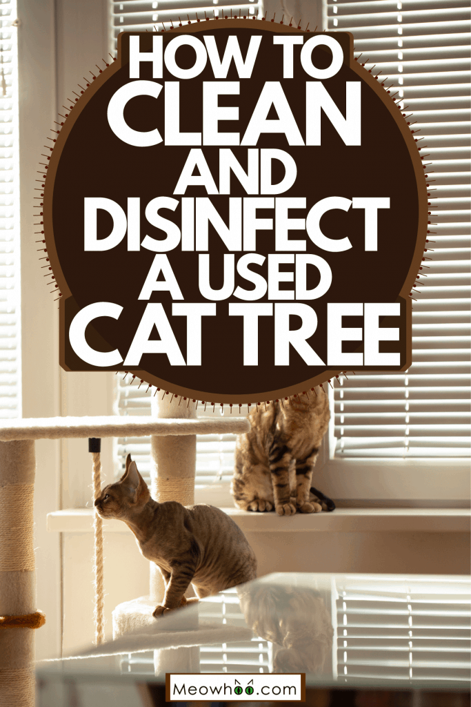 How To Clean And Disinfect A Used Cat Tree