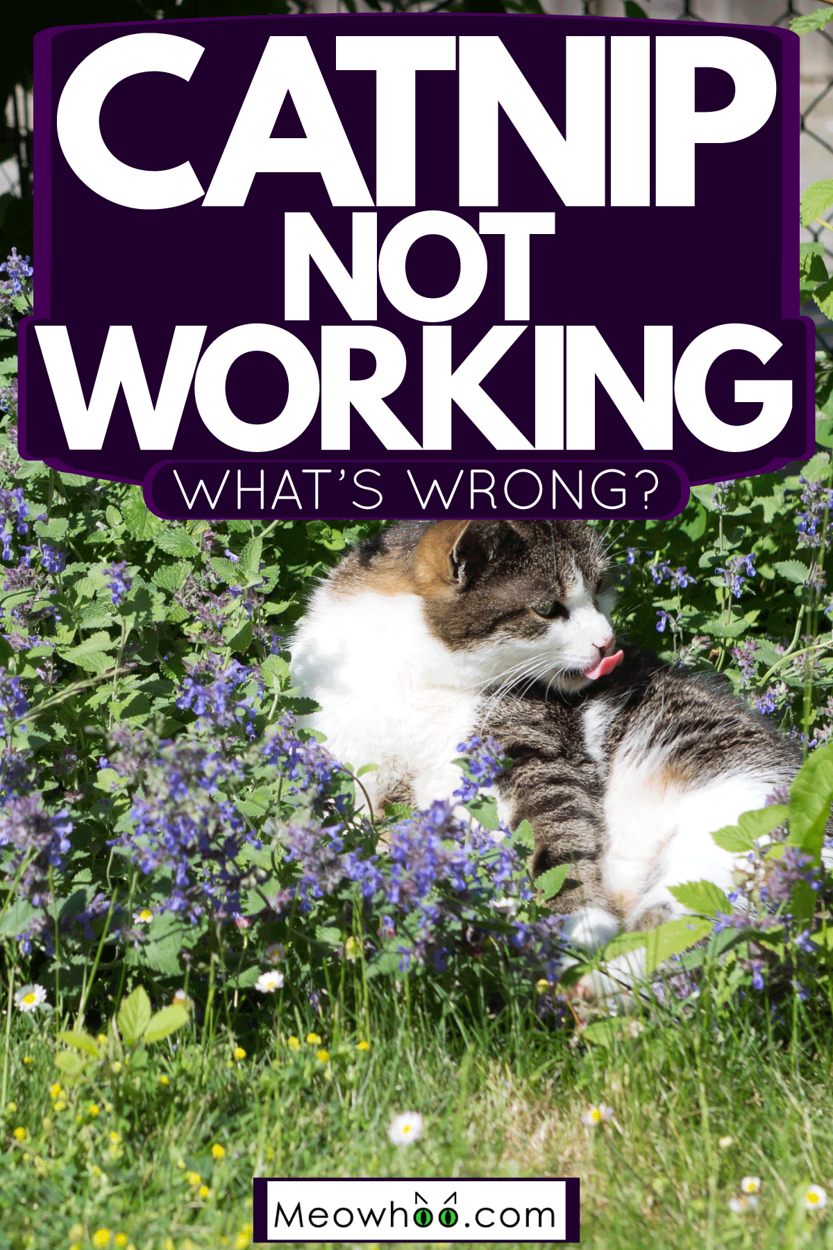 Catnip Not Working What's Wrong?