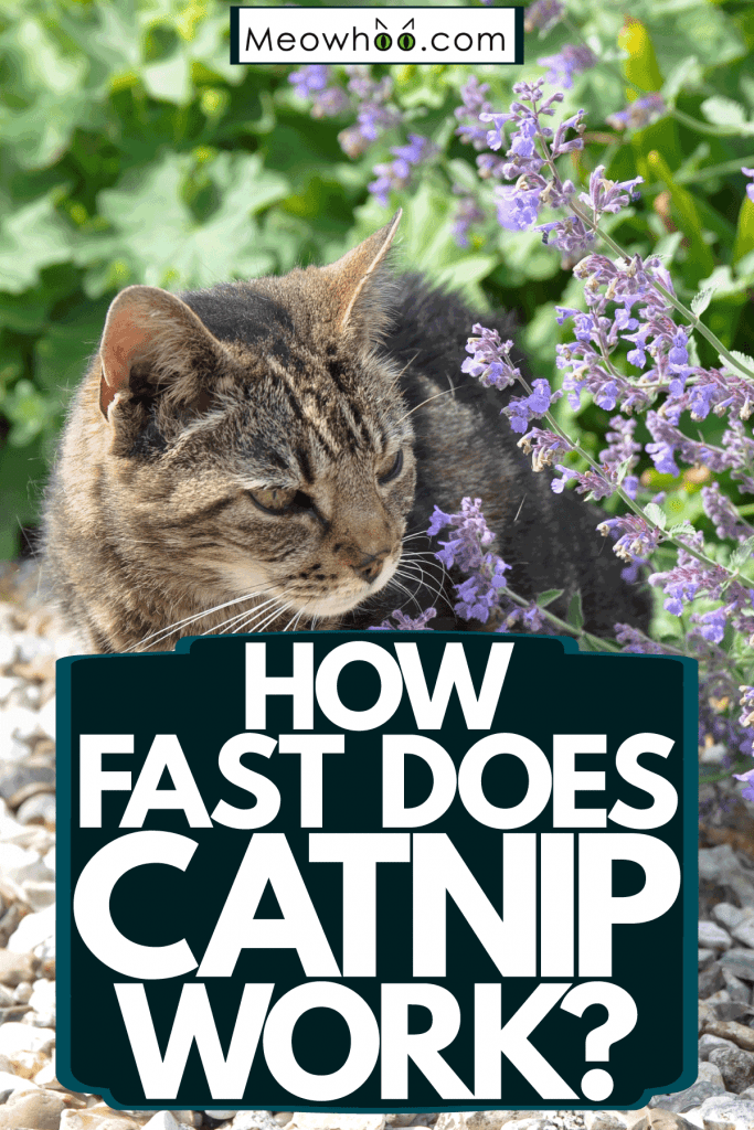 How Fast Does Catnip Work?
