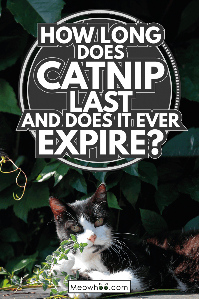 Does Catnip Expire? And How Long Does It Last?