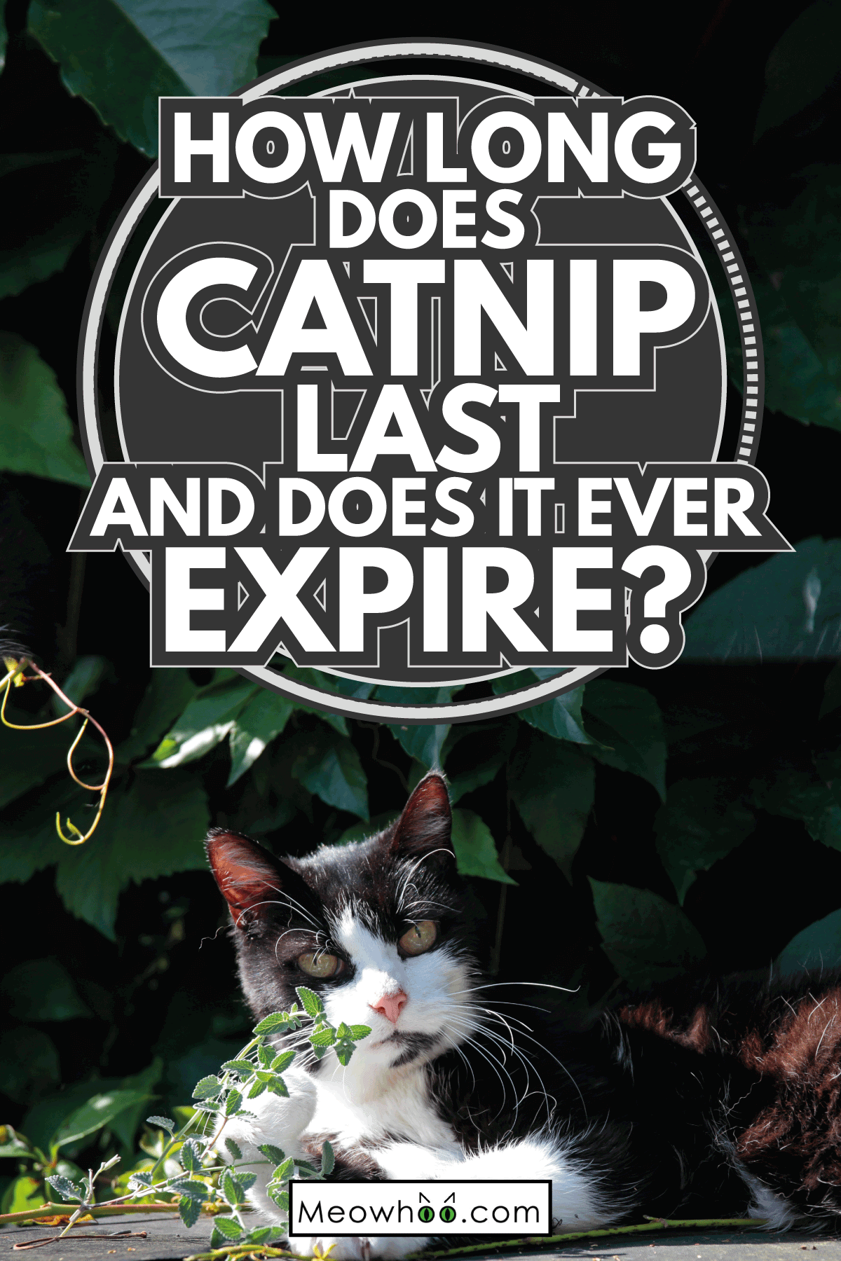 Does Catnip Expire? And How Long Does It Last?