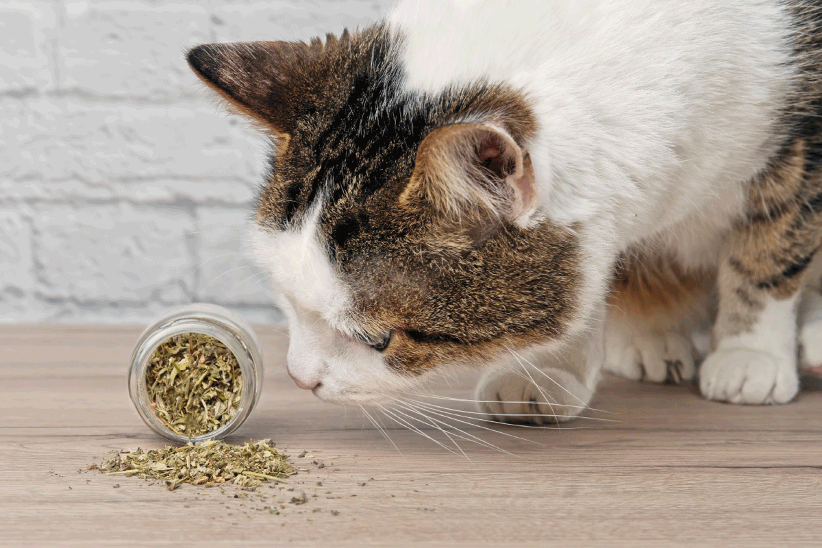 Does Catnip Expire? And How Long Does It Last?