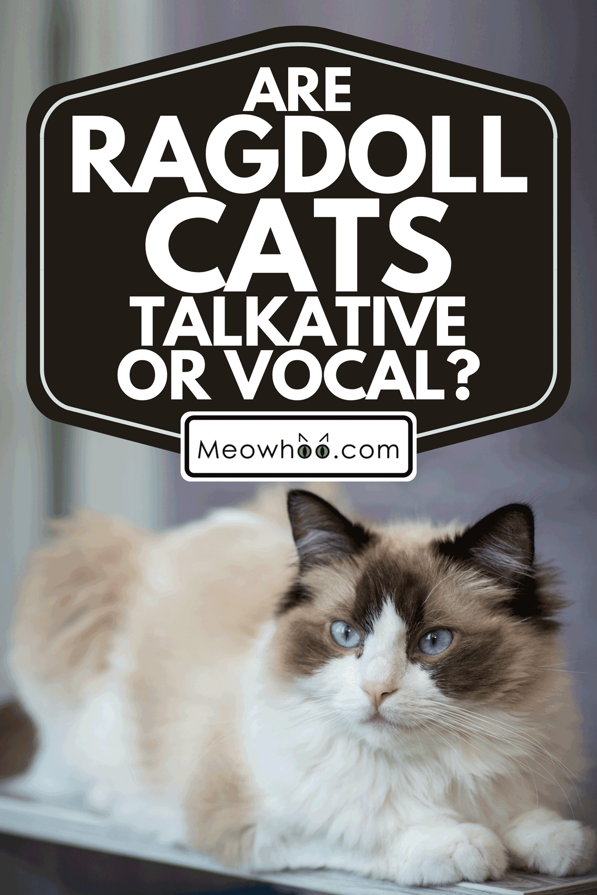 Are Ragdoll Cats Talkative Or Vocal?