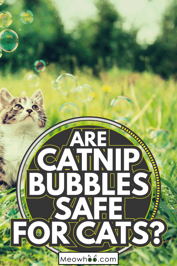 Catnip Bubbles And Your Cat Addressing The Safety Question
