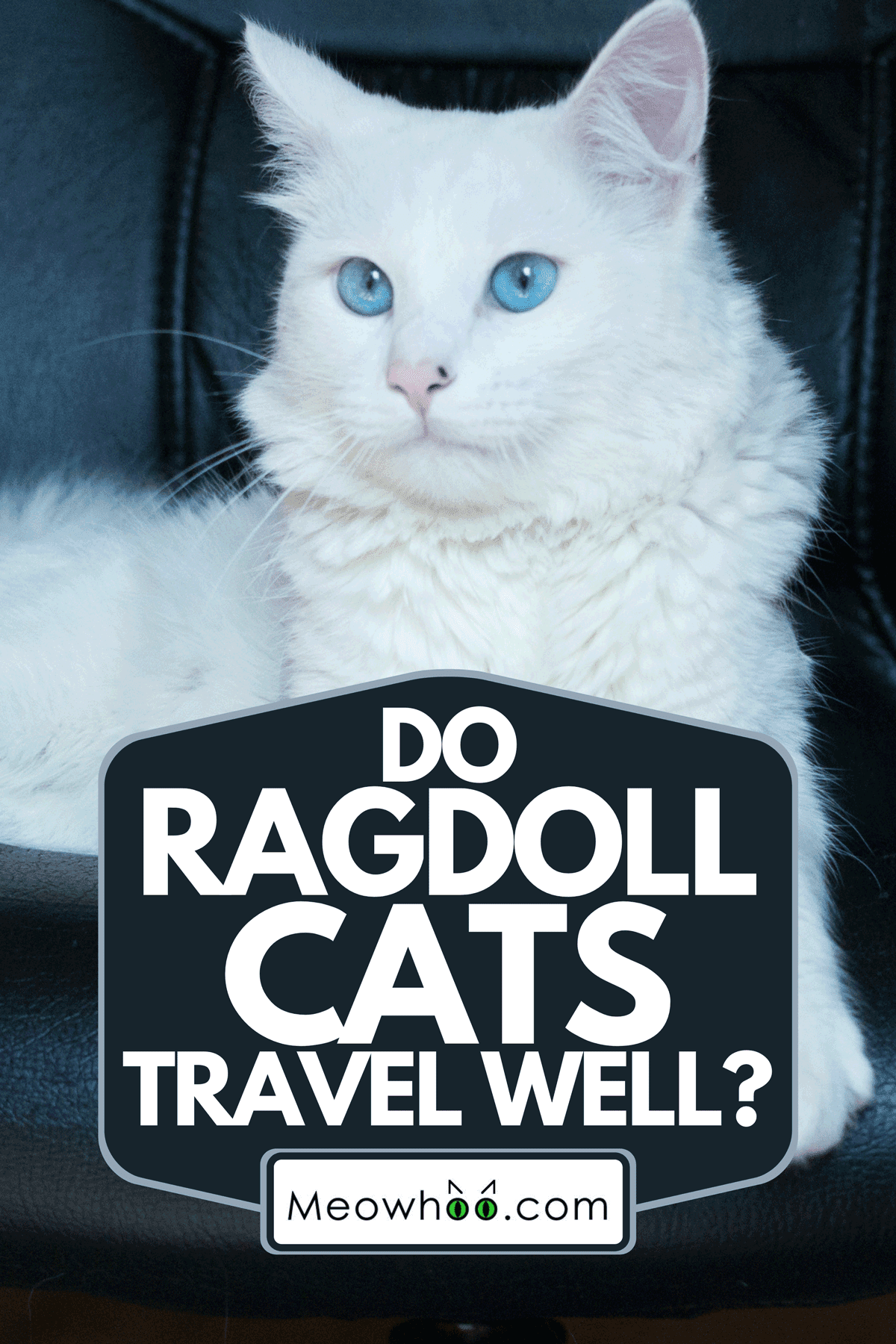 On The Move How Do Ragdoll Cats Handle Travel?