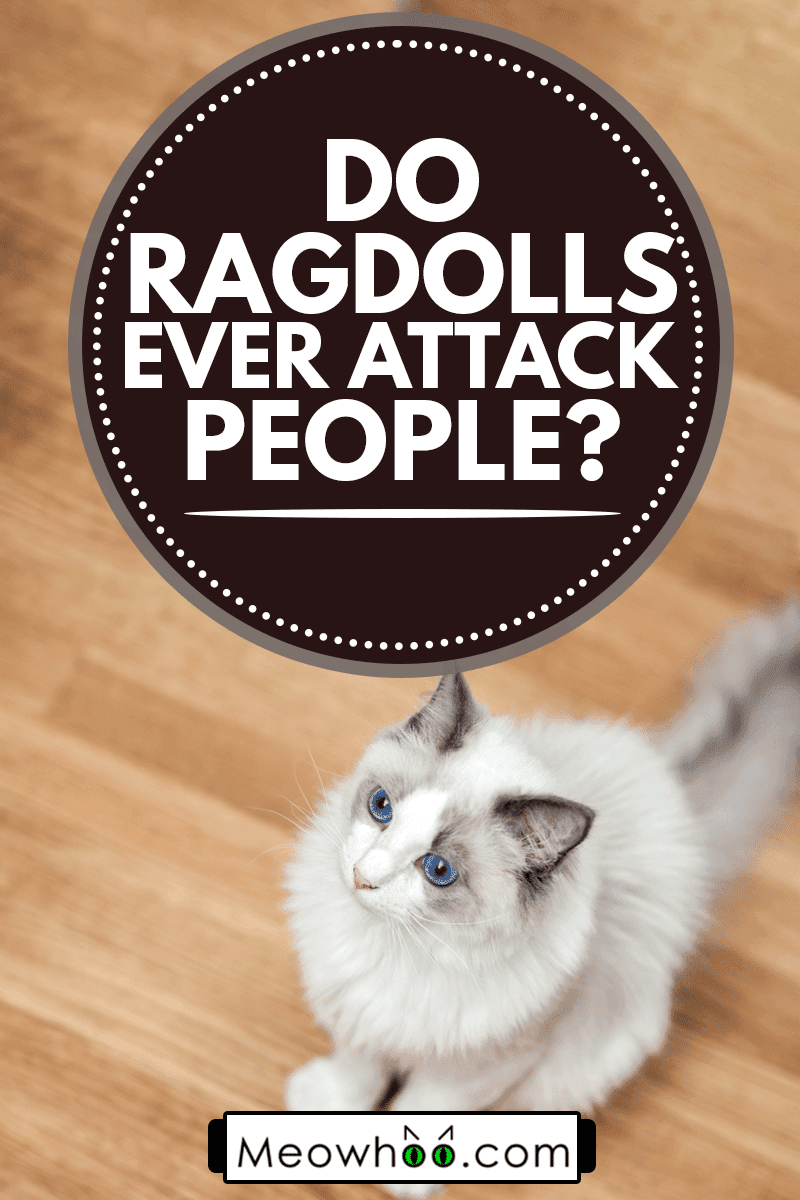 Do Ragdolls Ever Attack People?