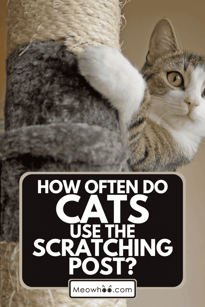 How Often Do Cats Use The Scratching Post?