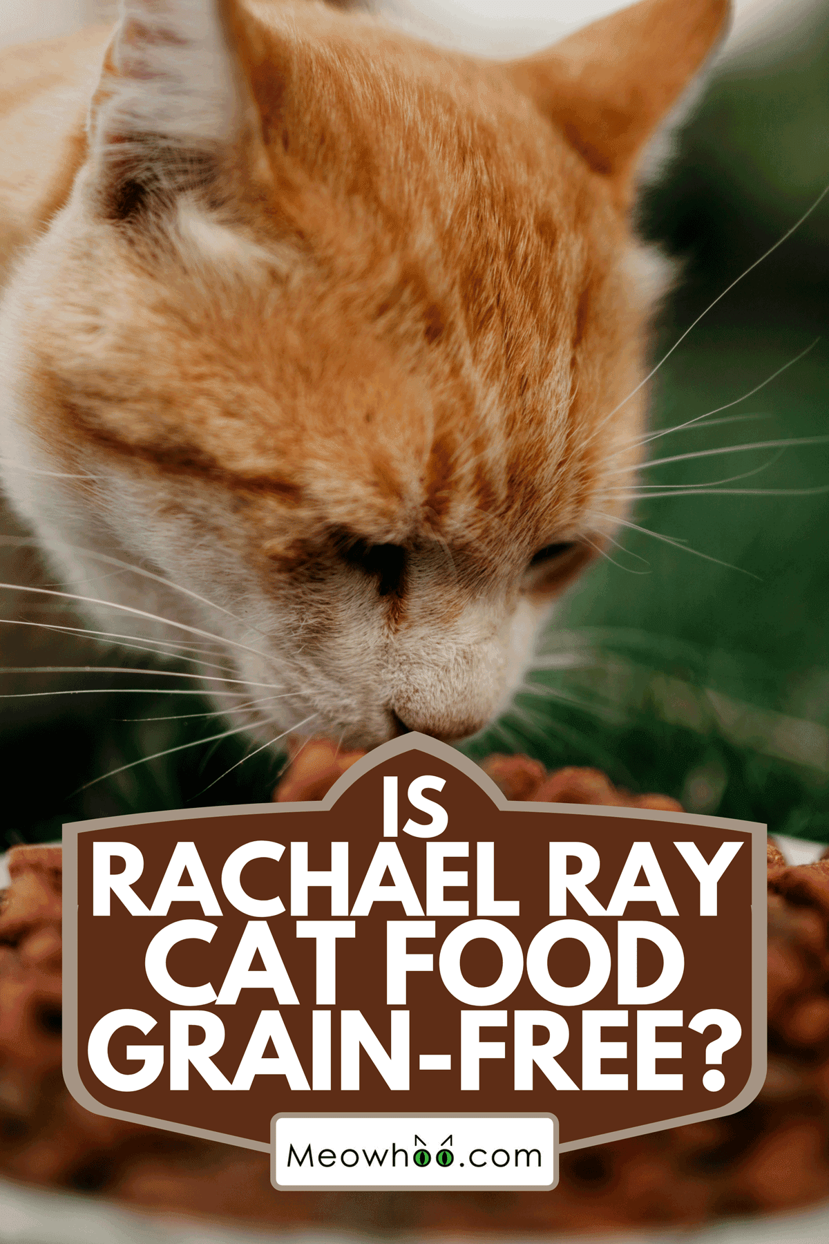 Is Rachael Ray Cat Food GrainFree?