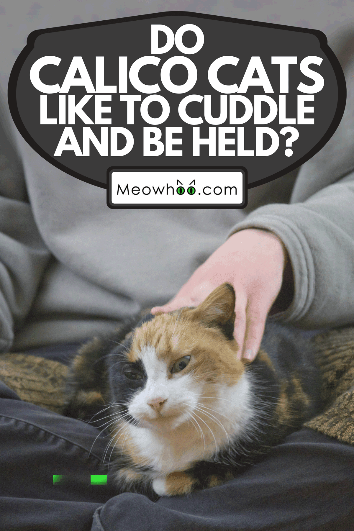 Do Calico Cats Like To Cuddle And Be Held?