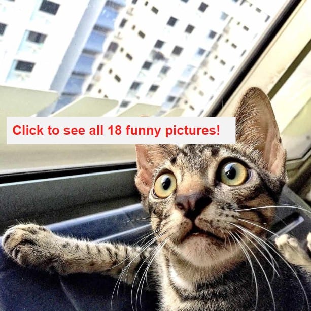 18 Hilarious Cats With Whiskers So Wild, They've Inspired These Funny