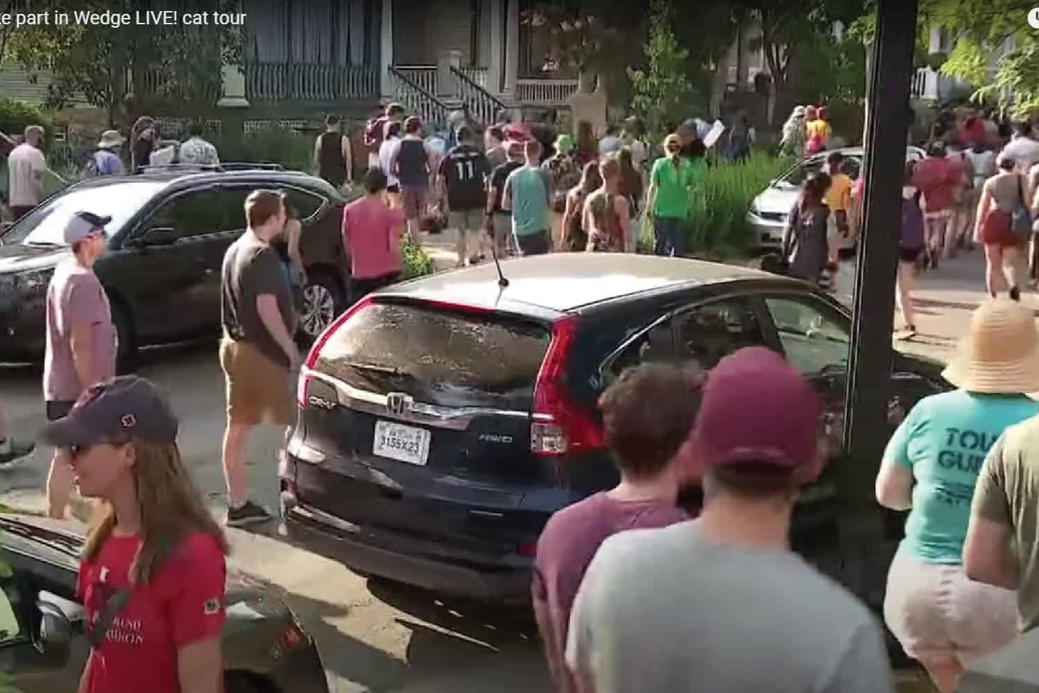 When Kitty Watching Turns into Community Bonding The Wedge Live Cat Tour